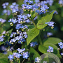 Brunnera macrophylla GM P9