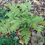 Dryopteris erythrosora GM P9