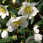 Helleborus niger GM P9