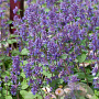 Nepeta racemosa 'Grog' GM P9