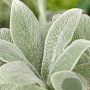 Stachys byzantina 'Silver Carpet' GM P9