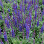 Salvia nemorosa 'Sensation Deep Purple' GM P9