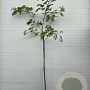 Albizia julibr. Ombrella 6-8 HO container