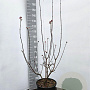 Viburnum bodn. 'Dawn' 125-150 cm 15L