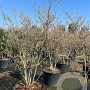 Amelanchier lamarckii 175-200 cm cont. 130L meerstammig