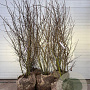 Amelanchier lamarckii 200-225 cm draadkluit