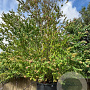 Cercidiphyllum japonicum 600-650 cm container