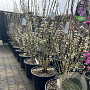 Cercis chinensis 'Shirobana' 150-175 cm 40L