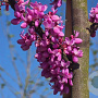 Cercis siliquastrum 12-14 HO container