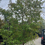 Chionanthus retusus 400-450 cm container solitair