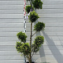 Cupressocyparis l. 'Gold Rider' 200 cm container pompon