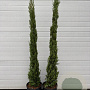 Cupressus sempervirens 150 cm container