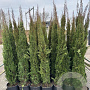 Cupressus sempervirens 175-200 cm 15L
