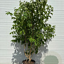Heptacodium miconioides 200-250 cm cont. 90L meerstammig