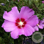 Hibiscus syr. 'Floru' 175-200 cm draadkluit struik op Stam