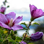 Hibiscus syr. Russian Violet 175-200 cm draadkluit struik op Stam