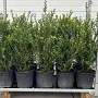 Ilex crenata 'Caroline Upright' 70-90 cm 9L