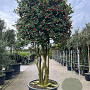 Ilex 'Nellie R. Stevens' 300 cm container meerstammig solitair