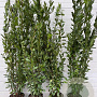 Laurus nobilis 180-200 cm 9L