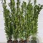 Laurus nobilis 125-150 cm 5,0L