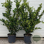 Ligustrum j. 'Texanum' 70-90 cm 9L
