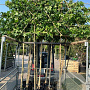 Liquidambar styraciflua 10-12 HO container 180 cm stam LEIVORM