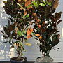Magnolia grandiflora 160-180 cm 35L