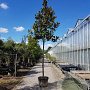 Magnolia grand. 'Galissonnière' 200 cm stam container 25-30