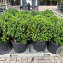 Osmanthus burkwoodii 60 cm 45L bol