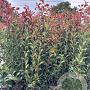 Photinia fraseri 'Red Robin' 100-120 cm 9L