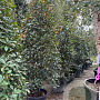 Photinia fraseri 'Red Robin' 200-250 cm cont. 90L