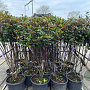 Photinia fraseri 'Robusta Compacta' 125-150 cm container meerstammig