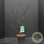 Cornus alternifolia 60-80 cm 10L