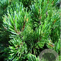 Pinus monticola 'Ammerland' 40-50 cm 4,5L