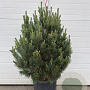 Pinus sylv. 'Watereri' 80-100 cm container