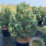 Pinus sylv. 'Watereri' halfstam 30L