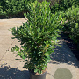 Pittosporum tobira 60-80 cm 4,0L