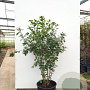 Quercus ilex 100-120 cm container meerstammig
