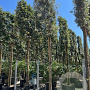 Quercus ilex 18-20 HO container lei 150x150