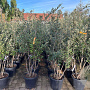 Quercus ilex 150-175 cm 30L meerstammig