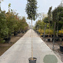 Quercus ilex 220 cm stam container 8-10