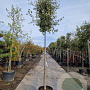 Quercus ilex 220 cm stam container 16-18