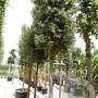 Quercus ilex 200 cm stam container 25-30