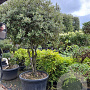 Quercus ilex 200-250 cm container meerstammig solitair