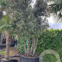 Quercus ilex 400-425 cm container solitair meerstammig