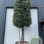 Quercus ilex 400-425 cm cont. 450L meerstammig cilinder