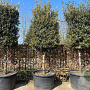 Quercus ilex GM container solitair