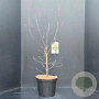 Cornus florida 80-100 cm 10L