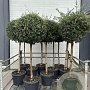 Quercus suber halfstam 35L