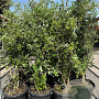 Quercus suber 150 cm container meerstammig